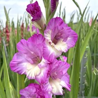 Gladioly Anouk - 5 ks v balení