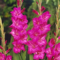 Gladioly Fidelio - 5 ks v balení