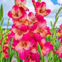 Gladioly Apricot Bubblegum - 5 ks v balení