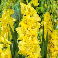 Gladioly Burning Sunrise - 5 ks v balení