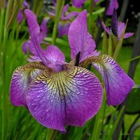Iris Sibirica Sparkling Rose