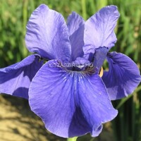 Iris Sibirica Jaybird