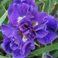 Iris Sibirica Kaboon