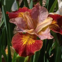 Iris Sibirica Paprikash
