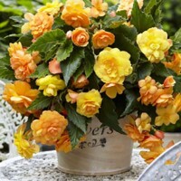 Begonia Sunray