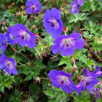 Geranium Gravateye