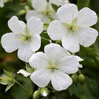 Geranium Maculatum Album