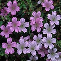 Geranium Endresii