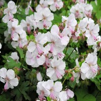 Geranium Biokovo
