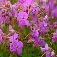 Geranium Cambridge
