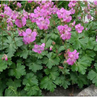 Geranium Karmina