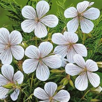 Geranium Album