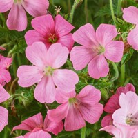 Geranium Rose Clair