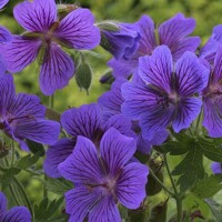 Geranium Rosemor