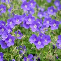 Geranium Brookside