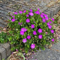 Geranium Max Frei