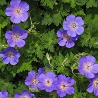 Geranium Baby Blue