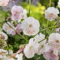 Geranium St Ola