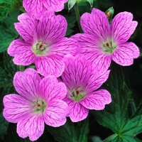 Geranium Claridge Druce
