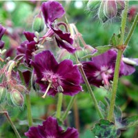 Geranium Samobor