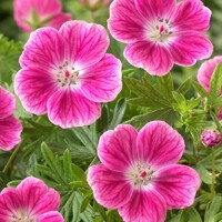Geranium Elke