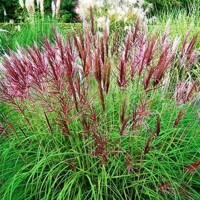 Okrasná tráva Red Chief