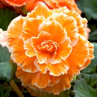 Begonia Picotee Lace Orange