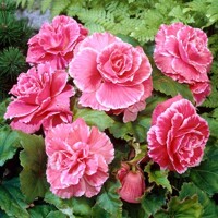 Begonia Picotee Lace Rose