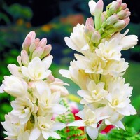 Tuberoza Biela