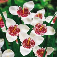 Tigridia Alba - 10 ks v balení