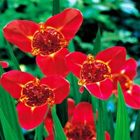 Tigridia Speciosa - 10 ks v balení