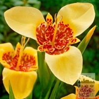 Tigridia Aurea - 10 ks v balení