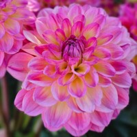 Dahlia Loe