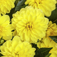 Dahlia Go Go Yellow