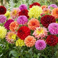 Dahlia  Mix