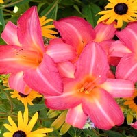 Laliovka Pink Cherry