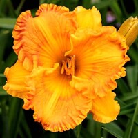 Laliovka Orange Nassau