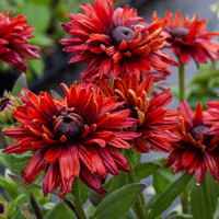 Rudbekia True Red