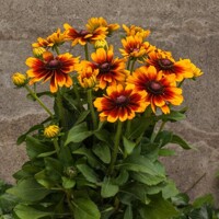 Rudbekia Kissing