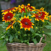 Rudbekia Mia