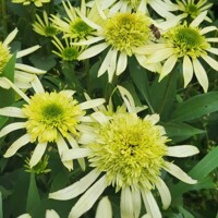 Echinacea Double Lime