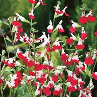 Salvia Hotlips