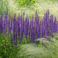 Salvia Deep Blue