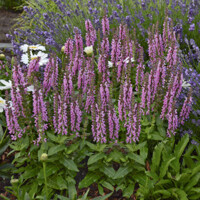 Salvia Medium Deep Rose