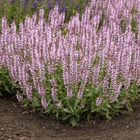 Salvia Feathers Flamengo