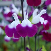 Salvia Amethyst Lips