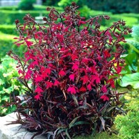 Lobelia Russian Princess