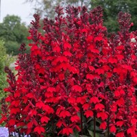 Lobelia Starship Scarlet