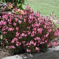 Gaura Cherry Brandy