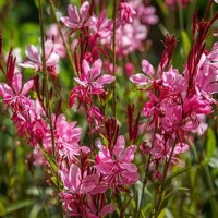 Gaura Gaude Red